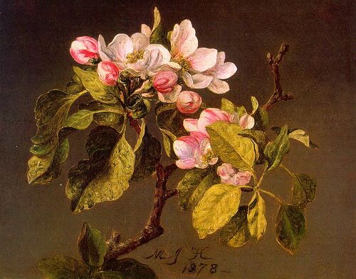 Apple_Blossoms_CGF