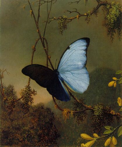 Blue_Morpho_Butterfly_ATC