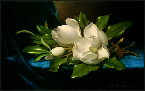 Giant_Magnolias_on_a_Blue_Velvet_Cloth_NGA
