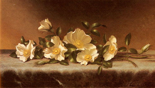 Heade_Martin_Johnson_Cherokee_Roses_On_A_Light_Gray_Cloth